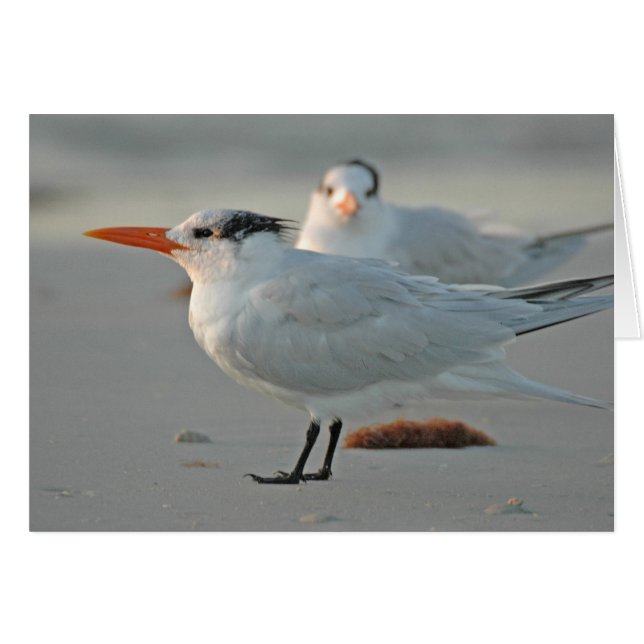 ROYAL TERN (Voorkant Horizontaal)