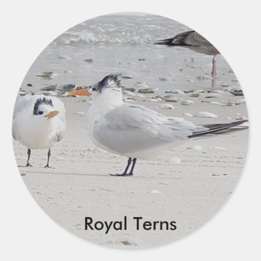 Royal Tern Baby Begging Stickers (Voorkant)