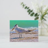 Royal Tern Bird Briefkaart (Staand voorkant)