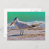 Royal Tern Bird Briefkaart (Voorkant / Achterkant)