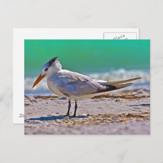 Royal Tern Bird Briefkaart (Voorkant / Achterkant)