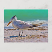 Royal Tern Bird Briefkaart (Voorkant)