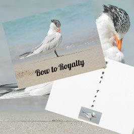 Royal Tern Bow to Royalty Funny Photographic Briefkaart
