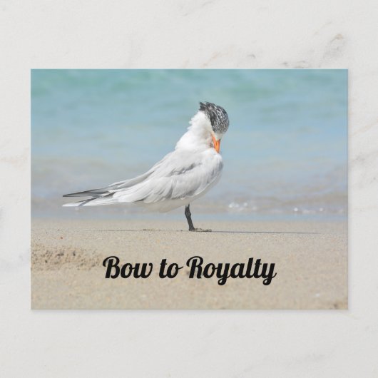 Royal Tern Bow to Royalty Funny Photographic Briefkaart (Voorkant)