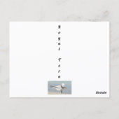Royal Tern Bow to Royalty Funny Photographic Briefkaart (Achterkant)