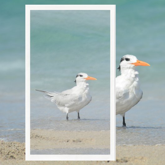 Royal Tern Coastal Beach Fotografisch Servet