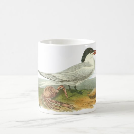 Royal Tern, John Audubon Koffiemok (Center)