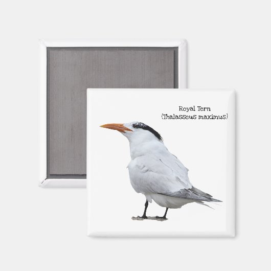 Royal Tern Magneet (Voorkant / Achterkant)
