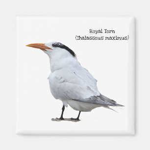 Royal Tern Magneet