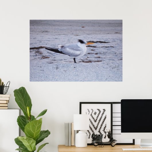 Royal Tern Poster (Thuiskantoor)