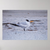 Royal Tern Poster (Voorkant)