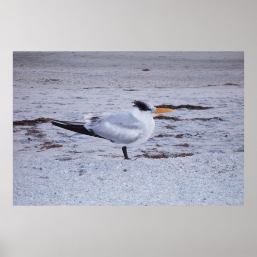 Royal Tern Poster (Voorkant)