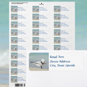 Royal Tern Seabird Return Address Etiket