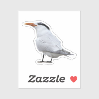 Royal Tern Sticker