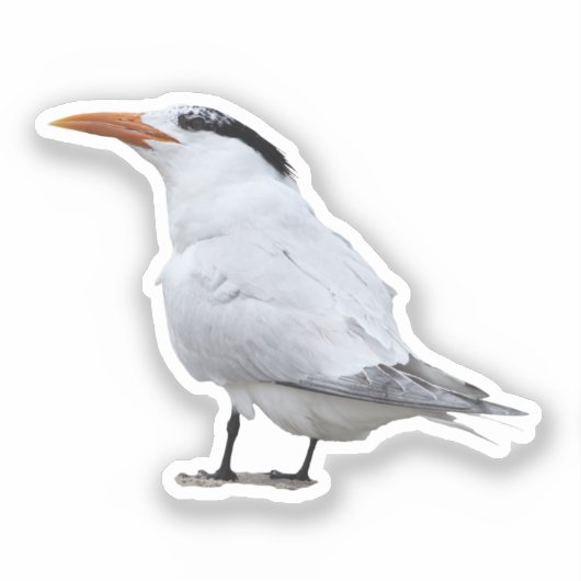 Royal Tern Sticker (Voorkant)
