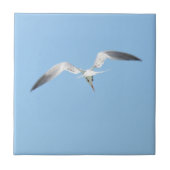Royal Tern vlucht Kustblauw Tegeltje (Voorkant)