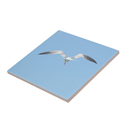Royal Tern vlucht Kustblauw Tegeltje (Zijkant)