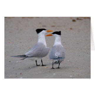 Royal Terns