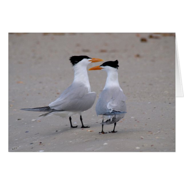 Royal Terns (Voorkant Horizontaal)