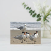 Royal Terns Foto Briefkaart (Staand voorkant)