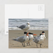 Royal Terns Foto Briefkaart (Voorkant / Achterkant)
