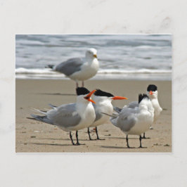Royal Terns Foto Briefkaart