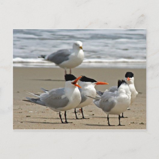 Royal Terns Foto Briefkaart (Voorkant)