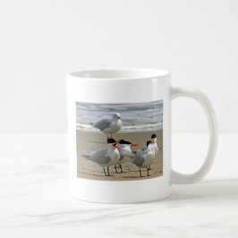 Royal Terns Foto Koffiemok