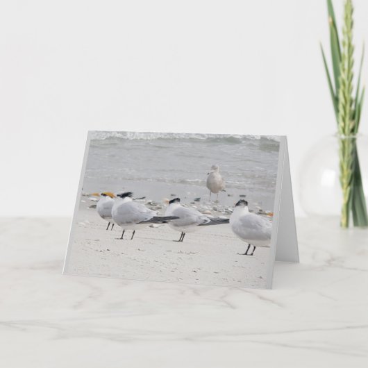 Royal Terns Note Kaart (Voorkant)