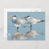 Royal Terns op strand Briefkaart (Voorkant / Achterkant)