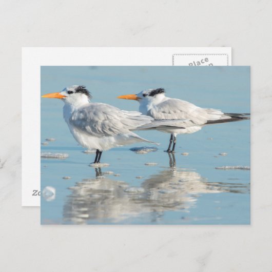 Royal Terns op strand Briefkaart (Voorkant / Achterkant)