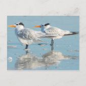 Royal Terns op strand Briefkaart (Voorkant)