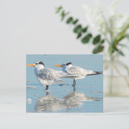 Royal Terns op strand Briefkaart (Staand voorkant)