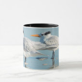 Royal Terns op strand Mok (Midden)