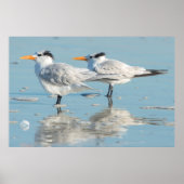 Royal Terns op strand Poster (Voorkant)