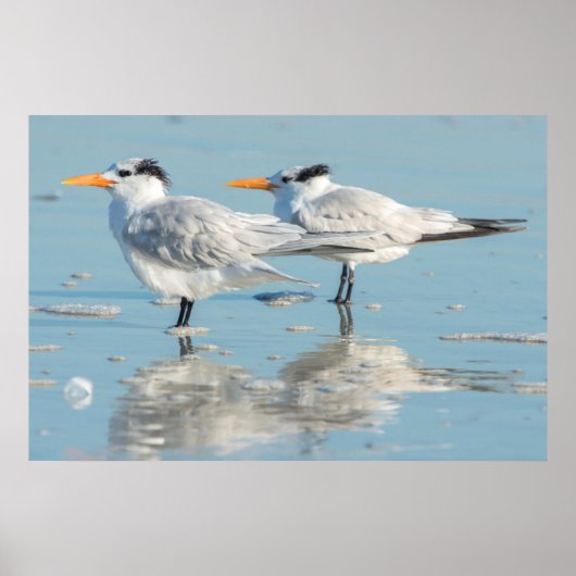 Royal Terns op strand Poster (Voorkant)