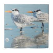 Royal Terns op strand Tegeltje (Voorkant)