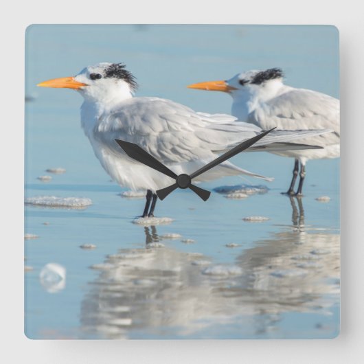 Royal Terns op strand Vierkante Klok (Voorkant)