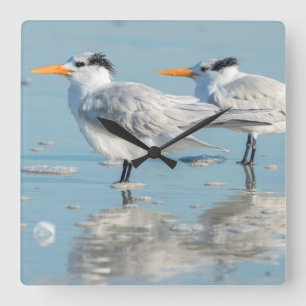Royal Terns op strand Vierkante Klok