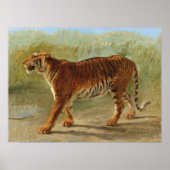 Royal Tiger Marching (door Rosa Bonheur) Poster (Voorkant)