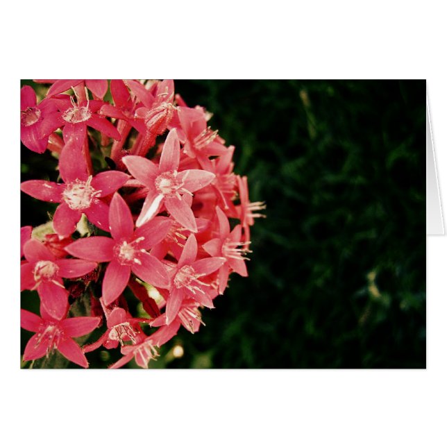 Roze (Voorkant Horizontaal)