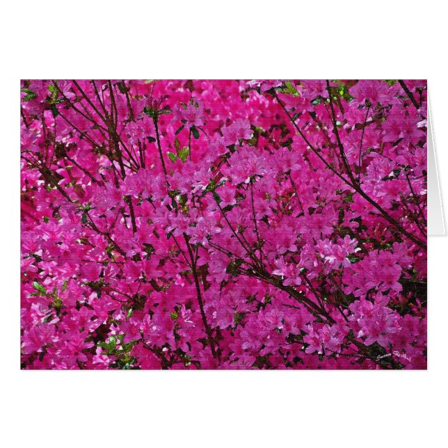 Roze! (Voorkant Horizontaal)