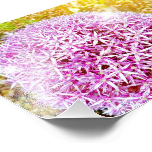 Roze aanjager foto afdruk (Hoek)