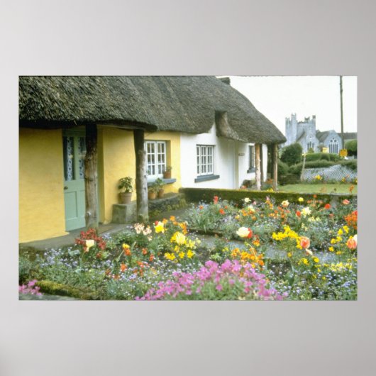 Roze Adare, Limerick-bloemen Poster (Voorkant)