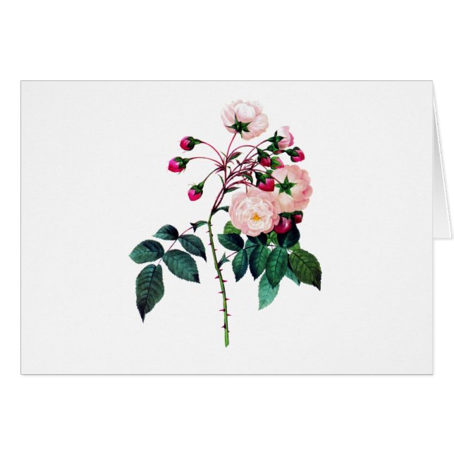 Roze Adelaide D'Orleans Roos door Pierre Redoute (Voorkant Horizontaal)