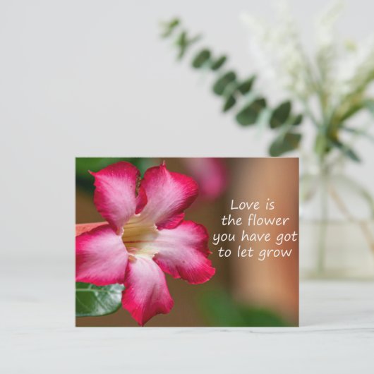 Roze Adenium Obesum bloem ook bekend als Desert Ro Briefkaart (Staand voorkant)