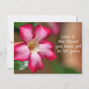 Roze Adenium Obesum bloem ook bekend als Desert Ro Briefkaart