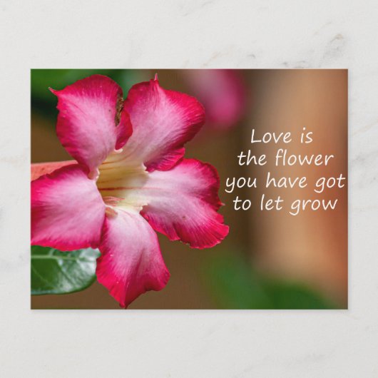 Roze Adenium Obesum bloem ook bekend als Desert Ro Briefkaart (Voorkant)