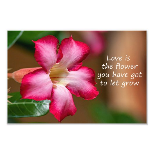 Roze Adenium Obesum bloem ook bekend als Desert Ro Foto Afdruk (Voorkant)