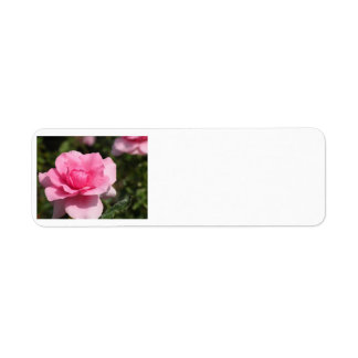 Roze Adresetiketten Etiket